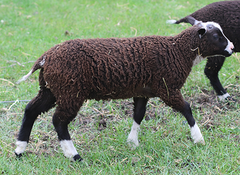 lamb26